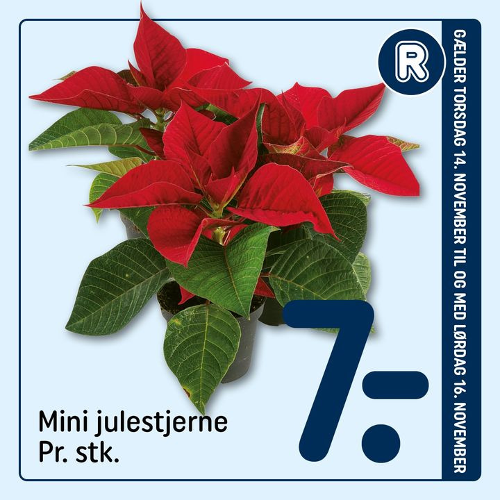 REMA 1000 Nykøbing Mors sætter julestemningen i gang med nye tilbud på julestjerner, juleroser og æbleskiver