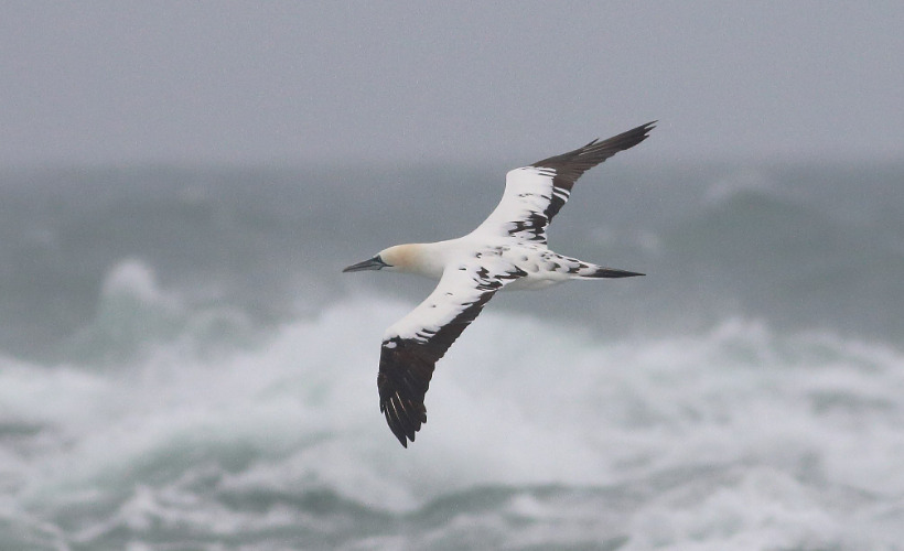 Oplev naturens skønhed ved Det Grå Fyr i Skagen