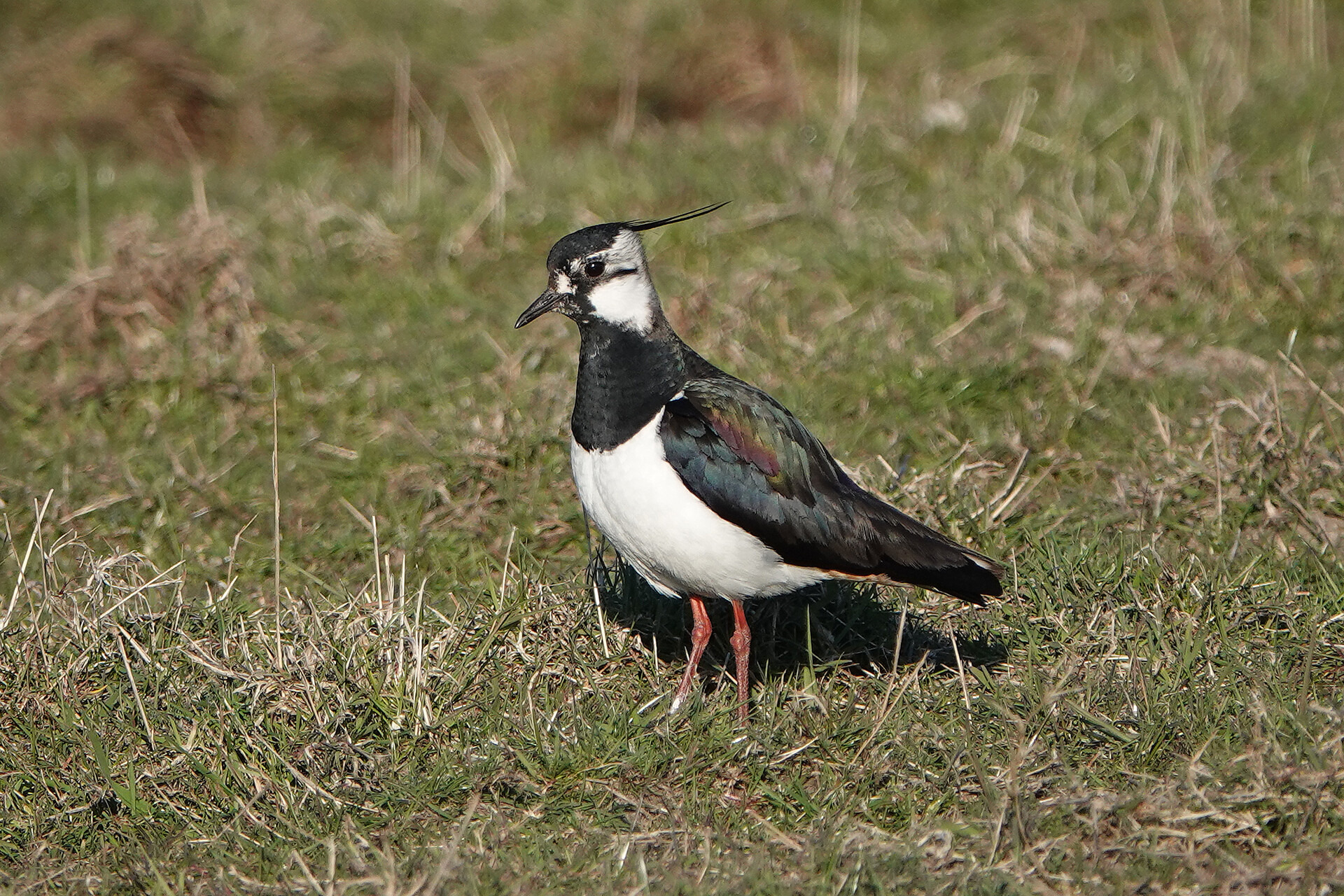 Oplev forårets første fugle ved Gundsømagle Sø