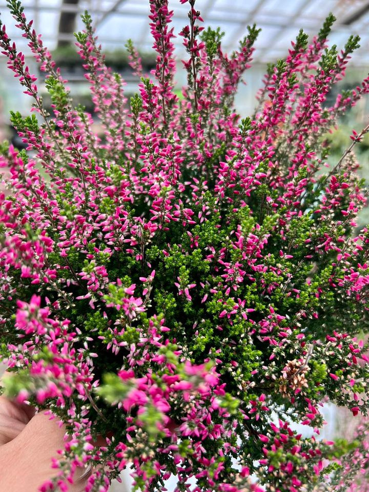 Det nyeste på Sæbys opslagstavle