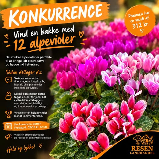 Resen Landhandel udlodder en bakke med 12 alpevioler