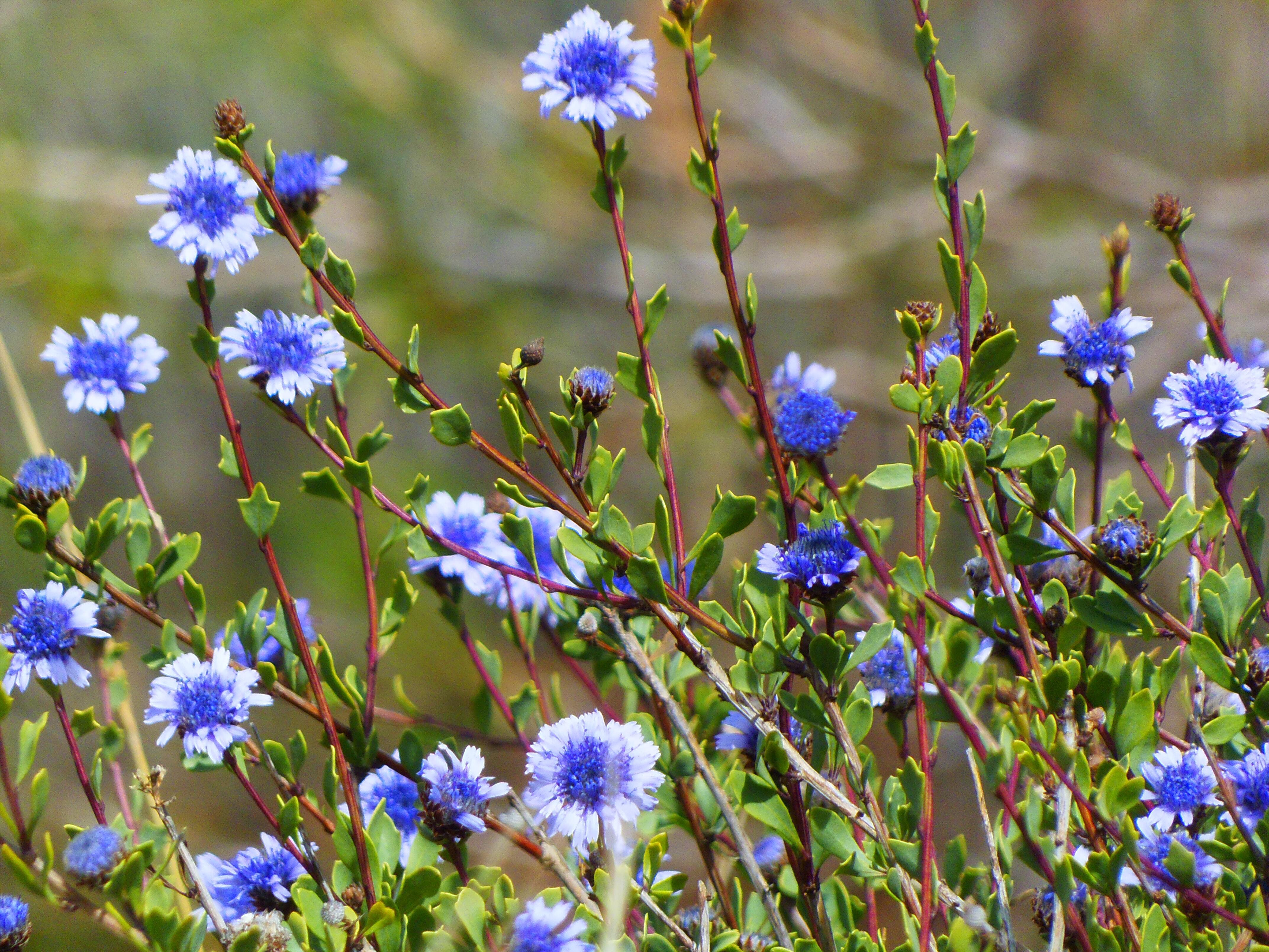 En udstillingsby er ved at finde vej til Kolding