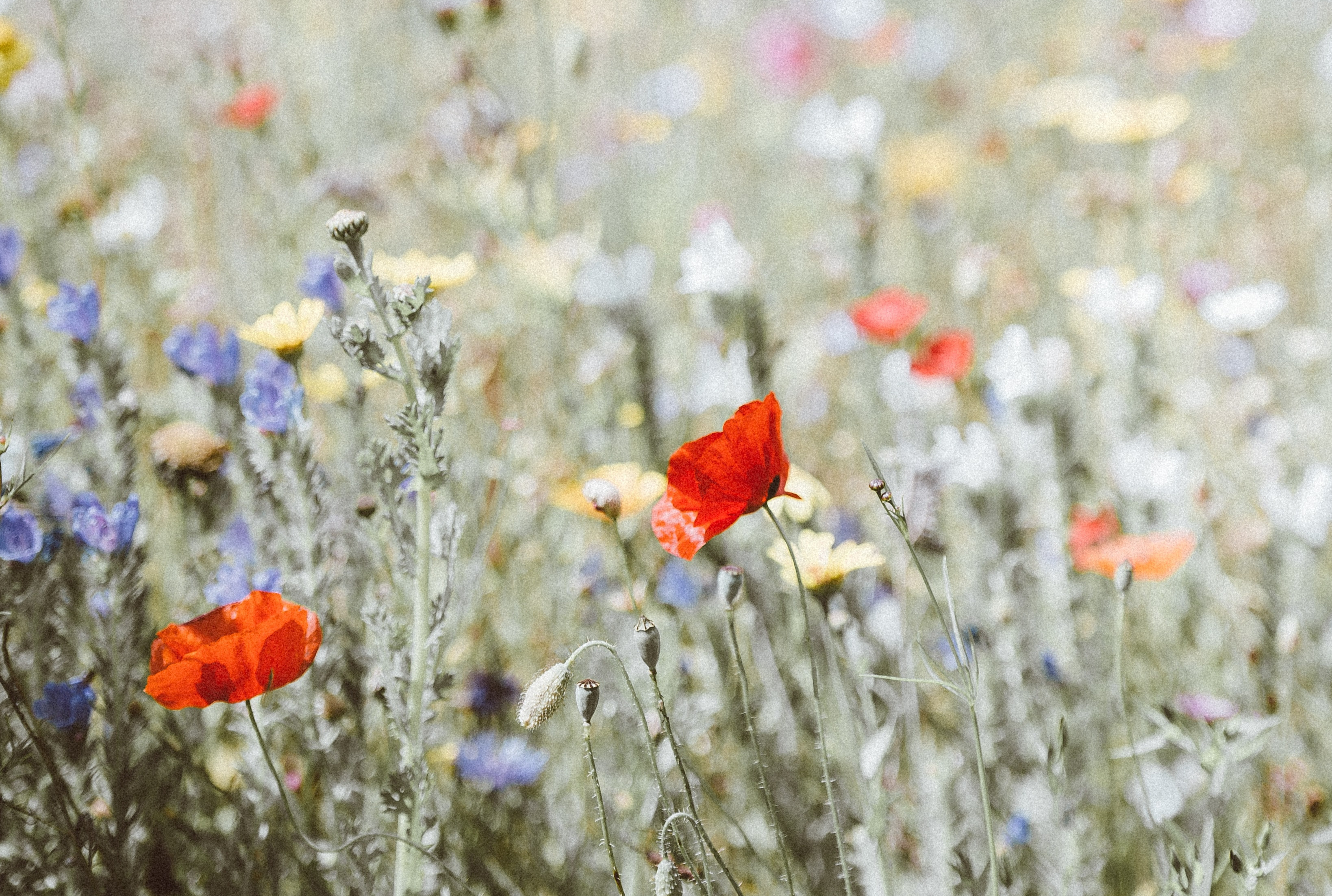 Støt kommunens biodiversitet