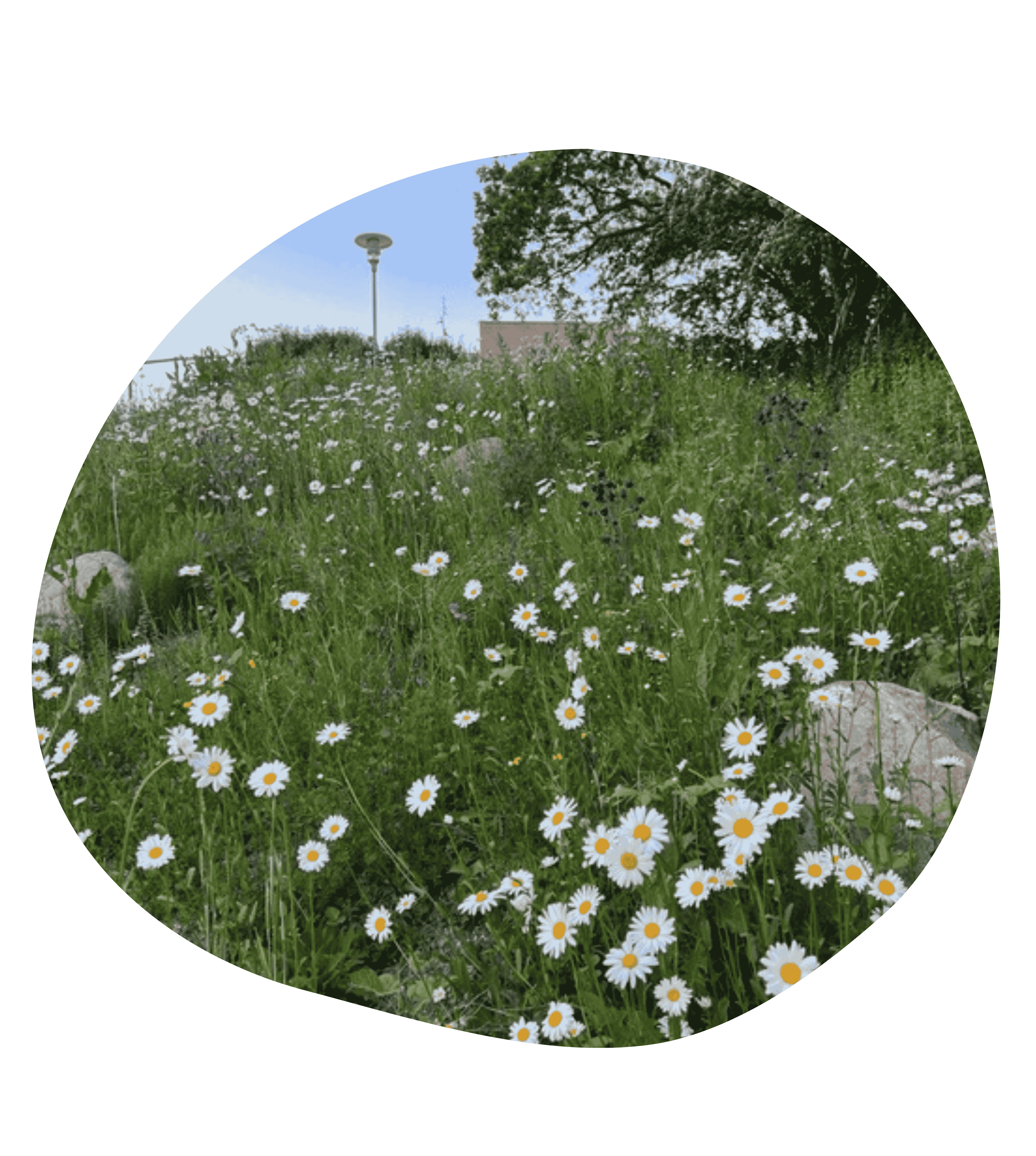 Oplev biodiversitet på cykel i Albertslund