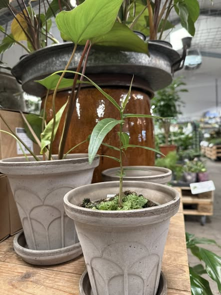 Midtjysk Gartnerhal præsenterer kærlighedstræet: Perfekt grønt indslag til dit hjem