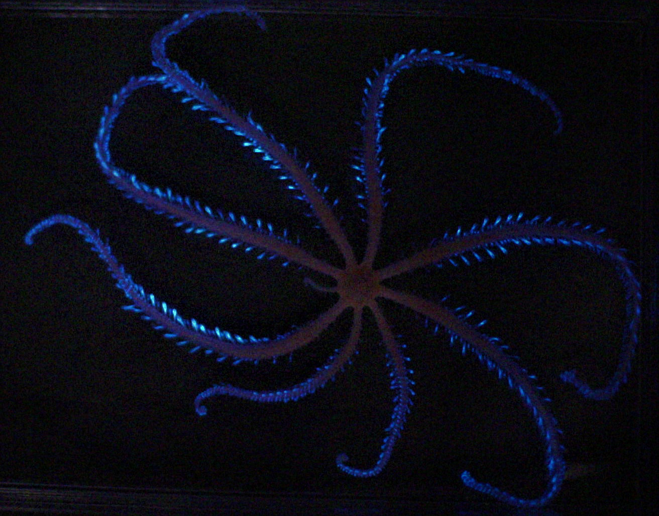 Oplev Øresundsakvariet efter mørkets frembrud