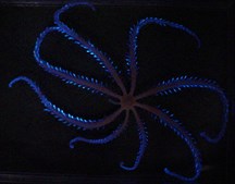 Oplev Øresundsakvariet efter mørkets frembrud