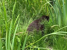 Bæveren vender tilbage til Lolland-Falster