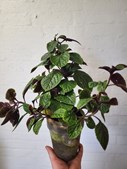 Midtjydsk Gartnerhal præsenterer nye unika planter i butikken