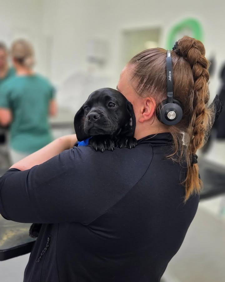 Dyrehospitalet Heden ApS advarer om farerne ved julemad for kæledyr og tilbyder døgnåben hjælp