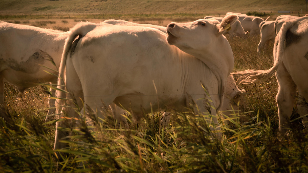Oplev mælkens dag ved landbrugets oplevelsesdag
