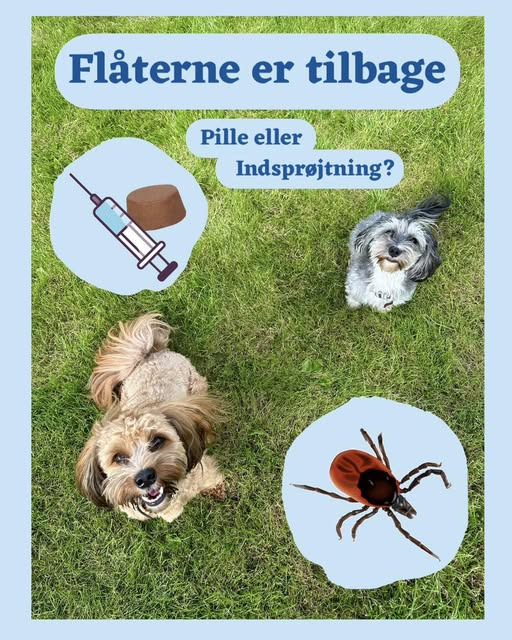 AniCura Dyrehospitalet City Syd advarer om flåtsæson og anbefaler forebyggende behandling til kæledyr