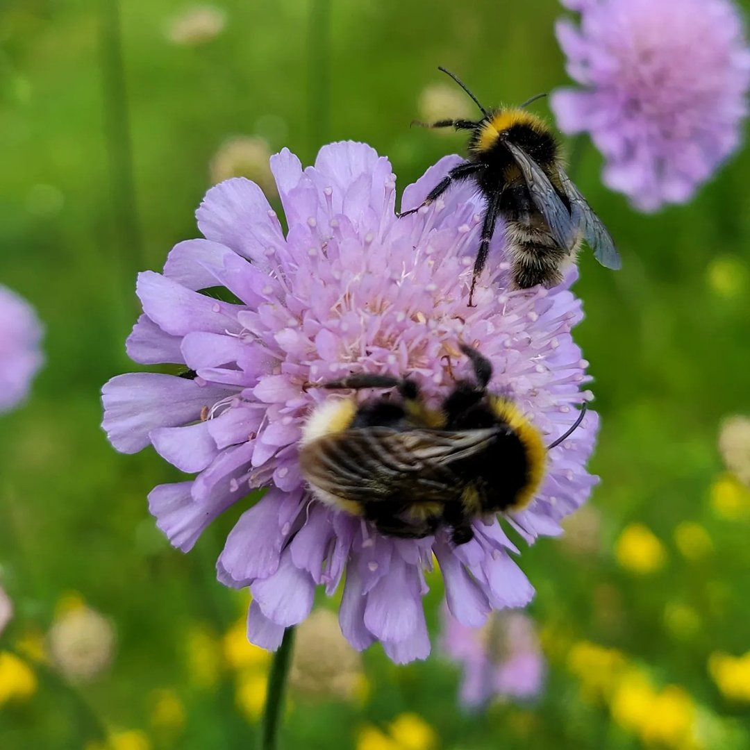 Oplev en grøn oase i Dyssegård: Naturvandring i Nordre Munkegård