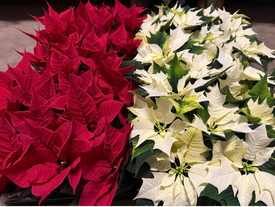 Meny Gl. Skagensvej tilbyder mini julestjerner til specialpris i dag