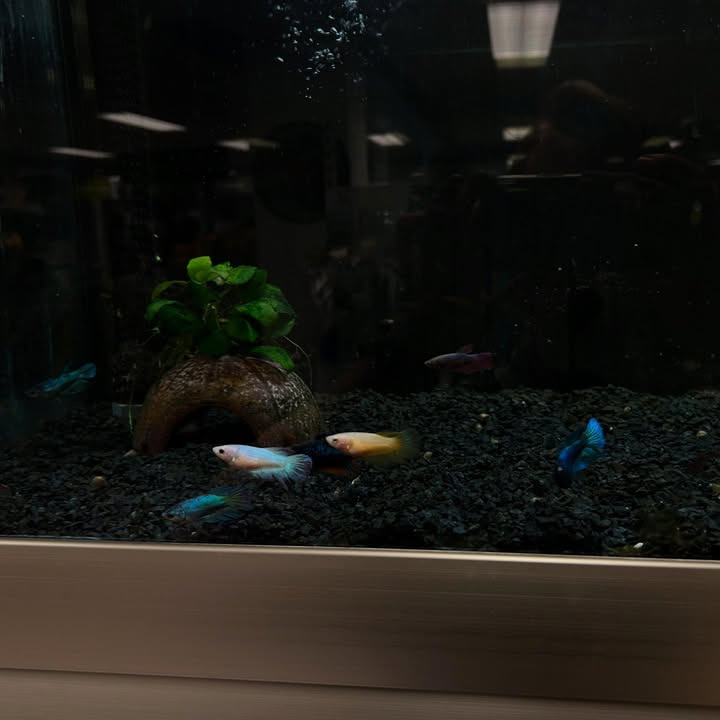 Camillas Dyrecenter byder på nye fisk i butikken denne uge