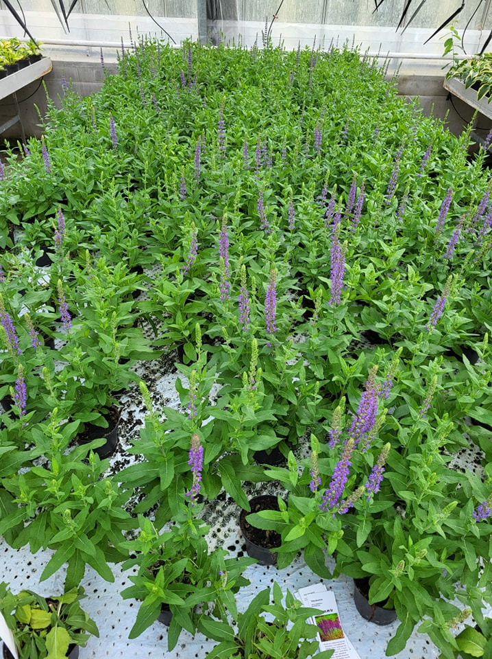 Hold dig ajour med dagens opdateringer fra Viborg