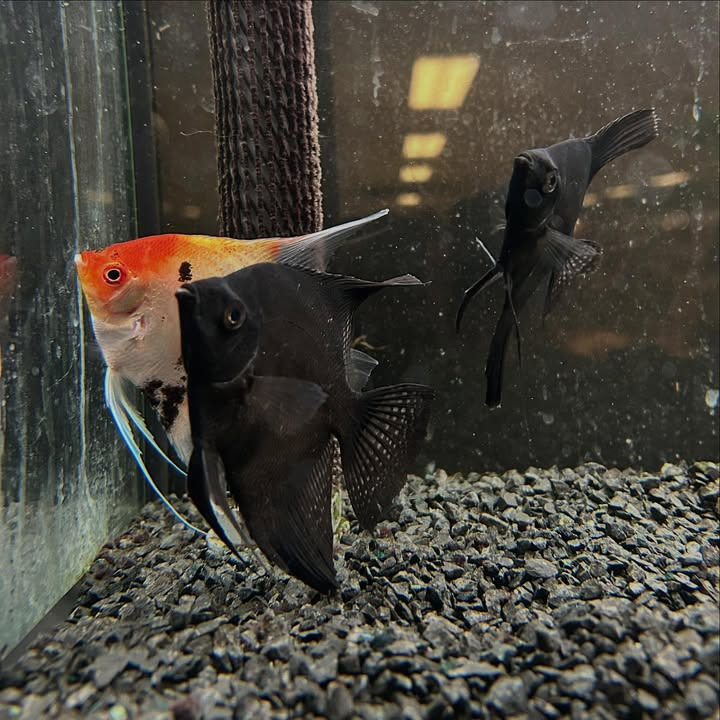 Camillas Dyrecenter byder på nye, flotte fisk til akvariet