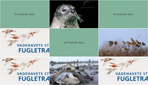 Oplev Rømø i weekenden: Sælsafari, fugletælling og østersjagt