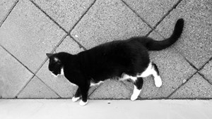 NordVestBO tillader kæledyr i udvalgte studieboliger i Lokegården