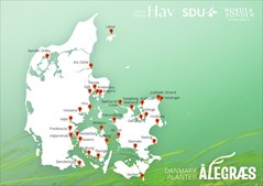 Et havmiljø i krise: Danmark Planter Ålegræs 32 steder i landet - Nykøbing Sj er et af stederne