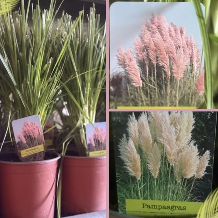 Meny Randers melder alt udsolgt af populære pampasgræsser