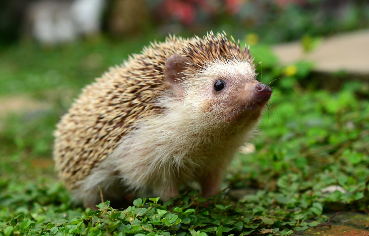 Red pindsvinene på børnebiblioteket i Hjørring
