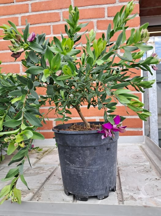 Spar Valsgård tilbyder blomstrende plante til ja-tak pris på Facebook