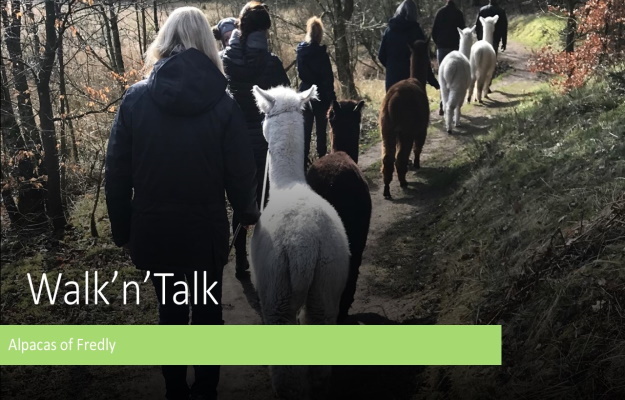 Walk 'n' talk med alpaka