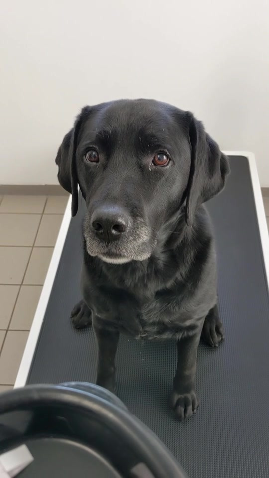 Vet til dig: Bella hjalp med udtrækning i adventskonkurrence – Tillykke til Birgitte Wohlmuth