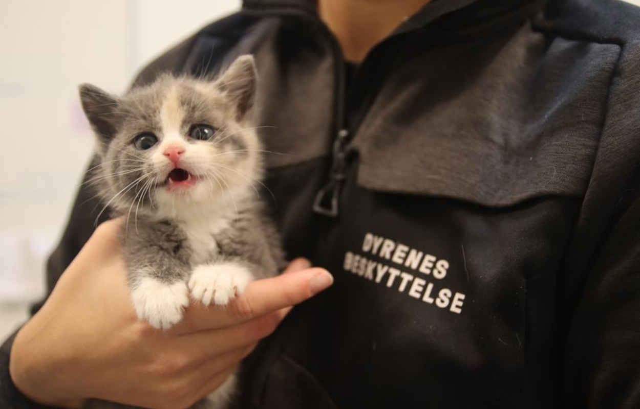 Tag med til infomøde for nye frivillige i Dansk Dyreværn Århus  