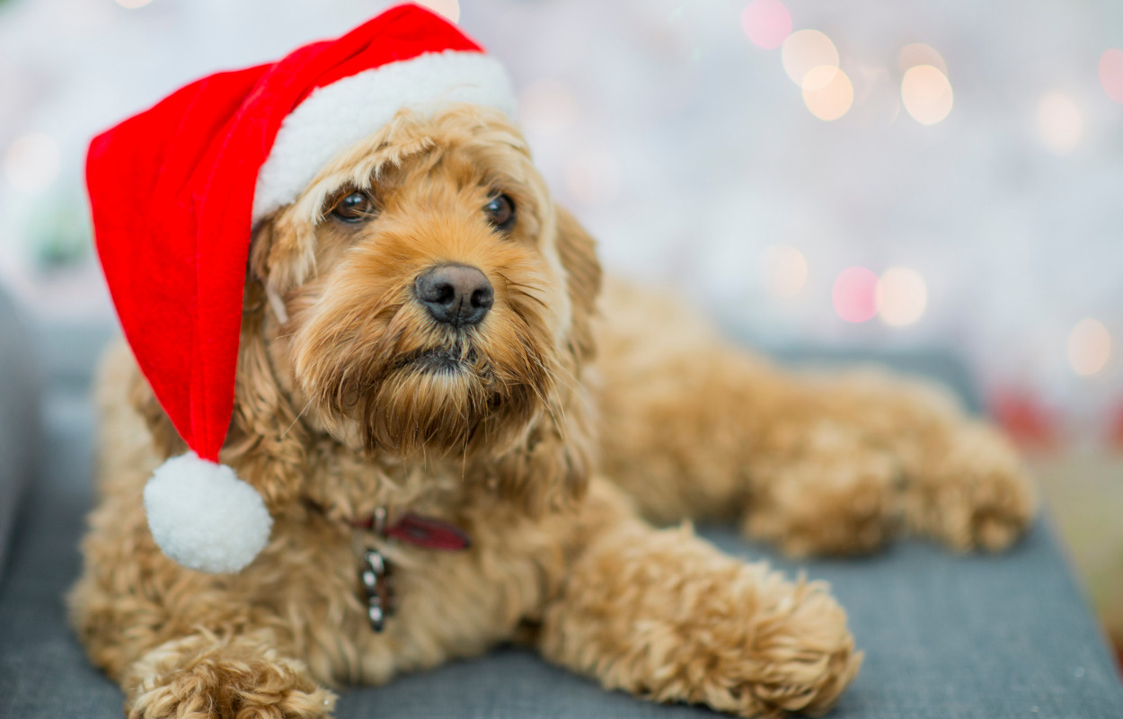 Skal dit kæledyr også forkæles til jul?