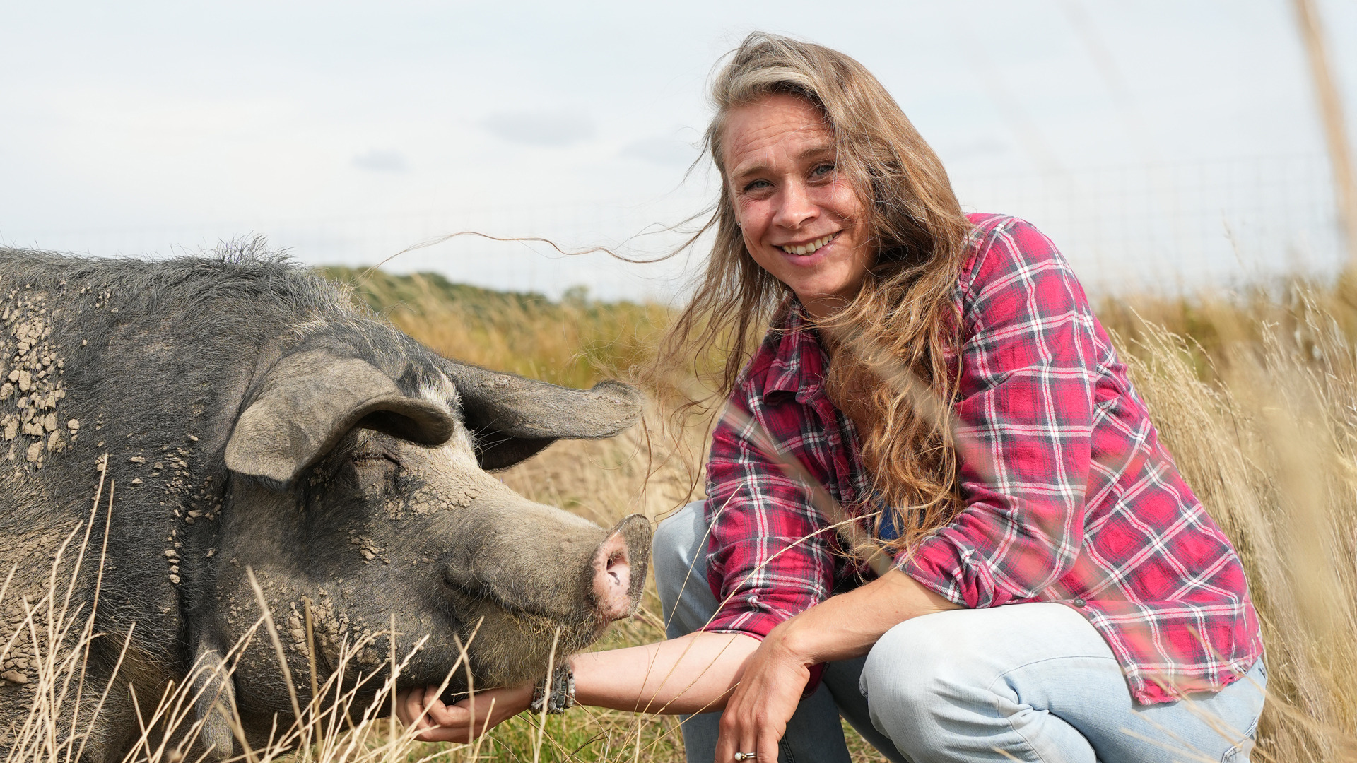 Ta´ bussen til Sofari og de økologiske grise  