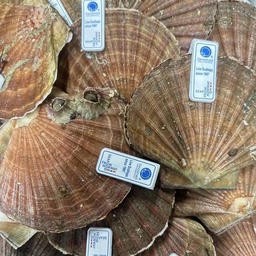 Den Hvide Hest Kolding præsenterer friske norske kammuslinger direkte fra havet