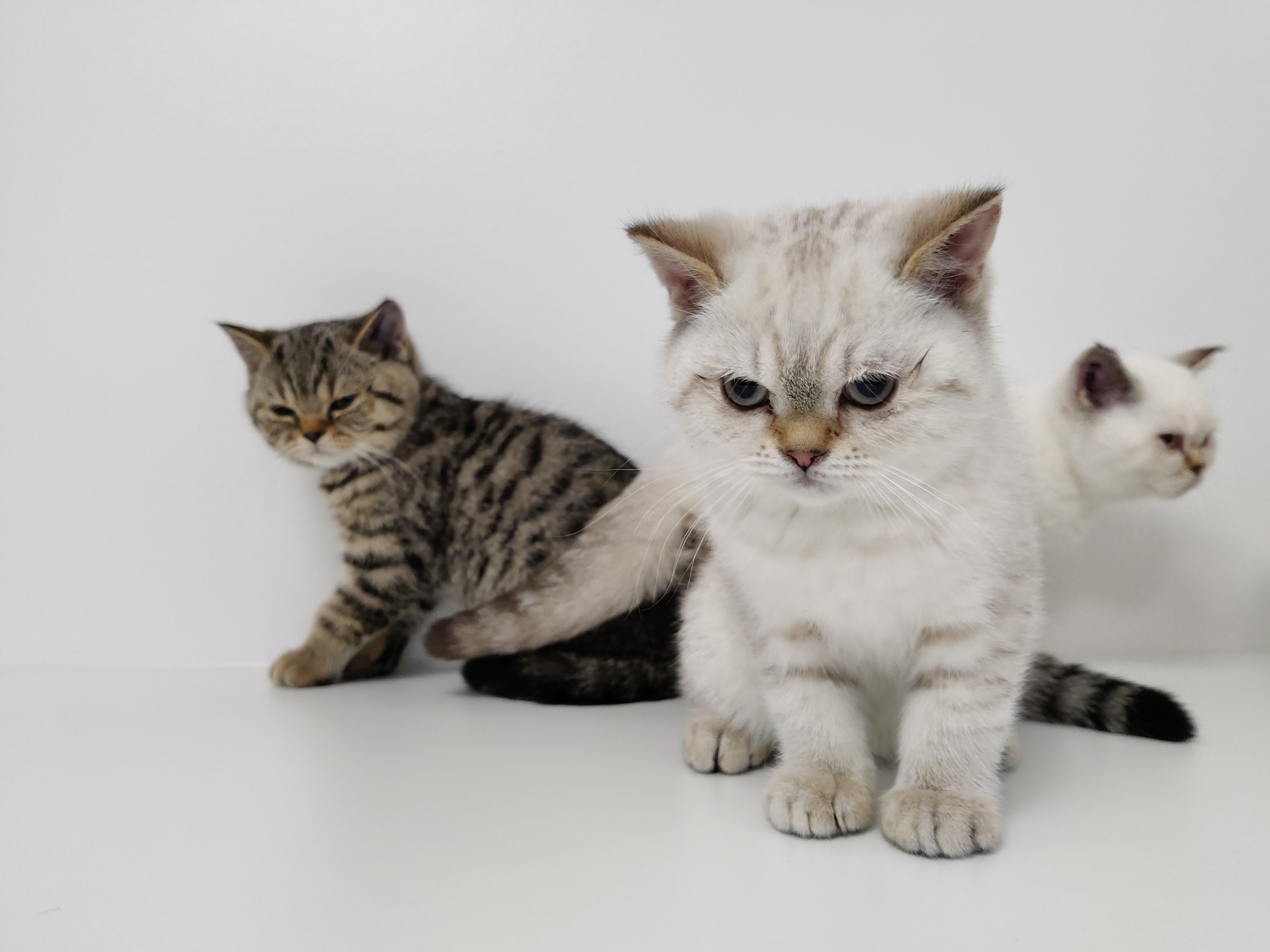 Er du interesseret i at finde ud af, hvordan du kan skrue ned for dyrlægeregningerne?