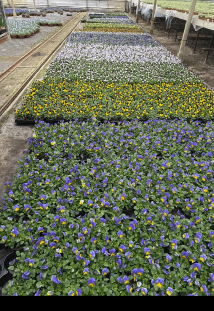 Meny Klarup tilbyder hornvioler i kasser til specialpris