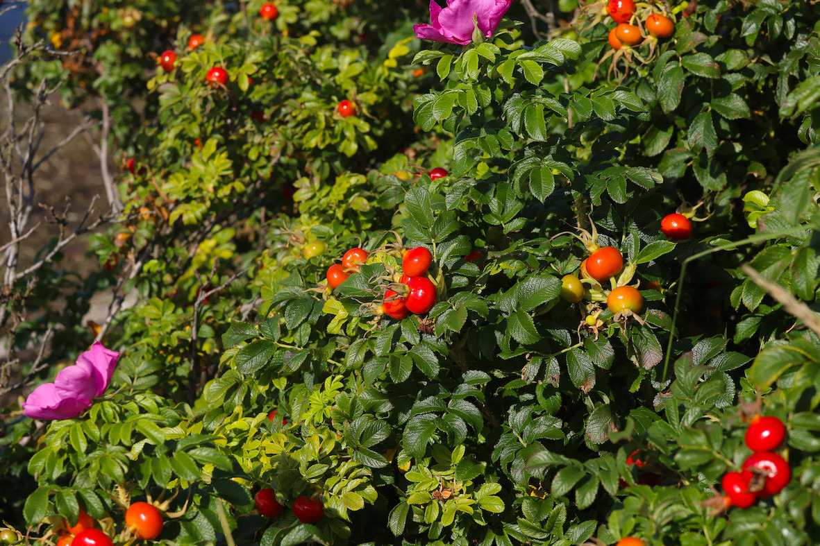 Guidet sanketur: Oplev naturens vilde mad i Frederiksværk