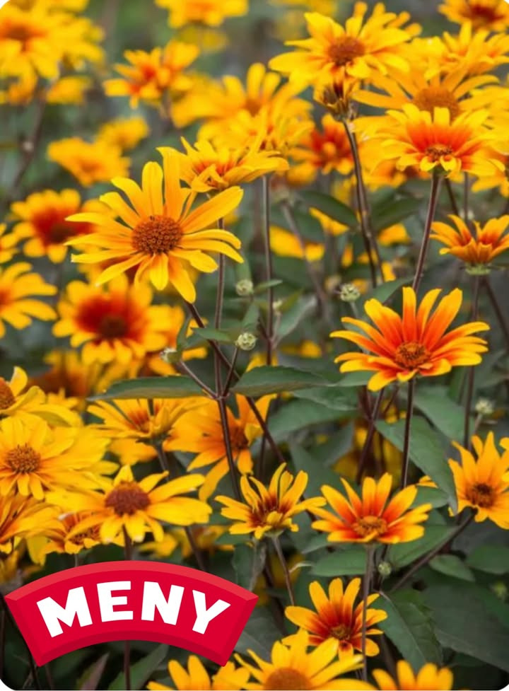 MENY Gl. Skagensvej tilbyder flerårig staude til sommerens haveglæde