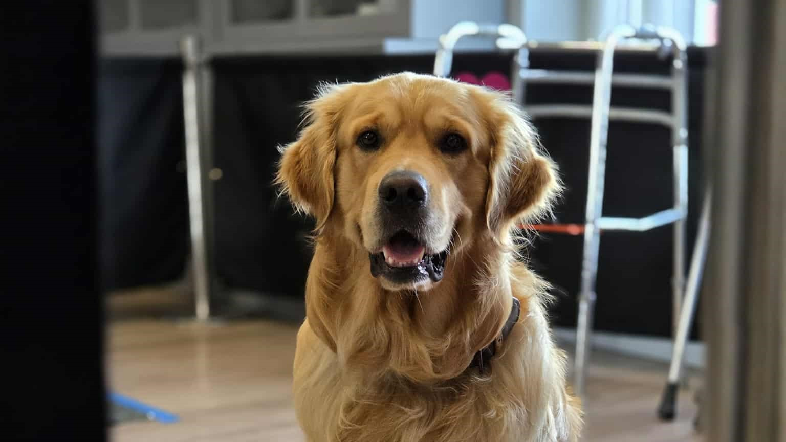 11 nye besøgshunde bestod optagelsesprøven i Aalborg