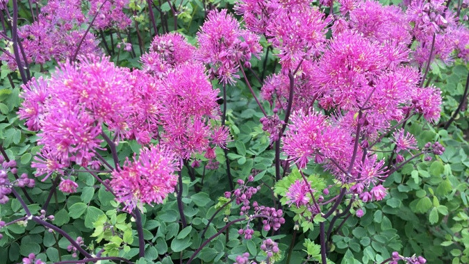 Mangler du sommerens smukkeste staude til haven? Besøg Midtjysk Gartnerhal nu!