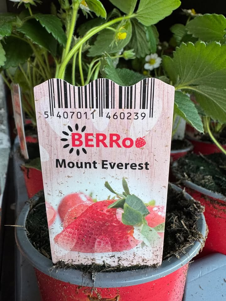 Meny Klarup tilbyder weekendtilbud på klatre-jordbærplanter