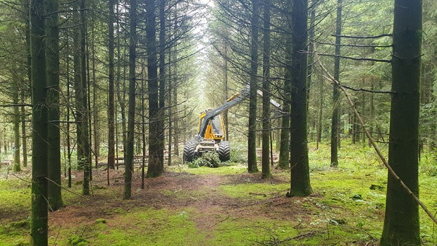 Træfældning vil både hjælpe på livet i skovbunden og på klimaregnskabet