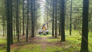 Træfældning vil både hjælpe på livet i skovbunden og på klimaregnskabet