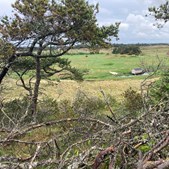 Gåtur i Nationalpark Thy: Oplev naturen på Foreningsstien
