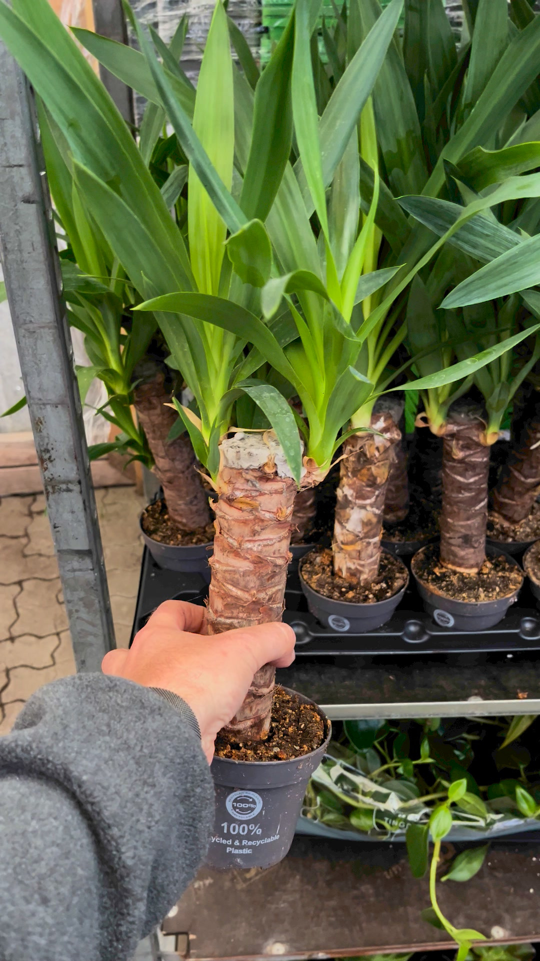 Midtjysk Blomstermarked: Yukka palmer til super lav pris - spar op til 64%