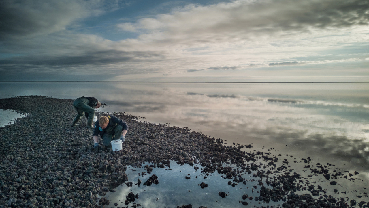 Udforsk Vadehavets rå skønhed på østerssafari