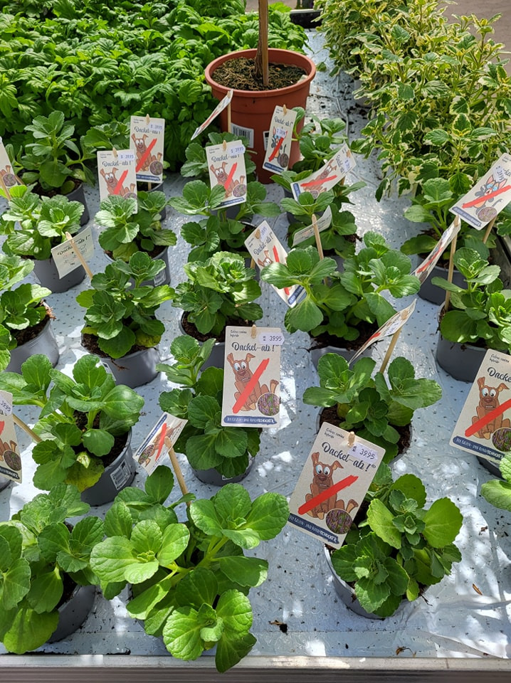 Asmild Plantecenter ApS præsenterer kattens skræk til haveejere