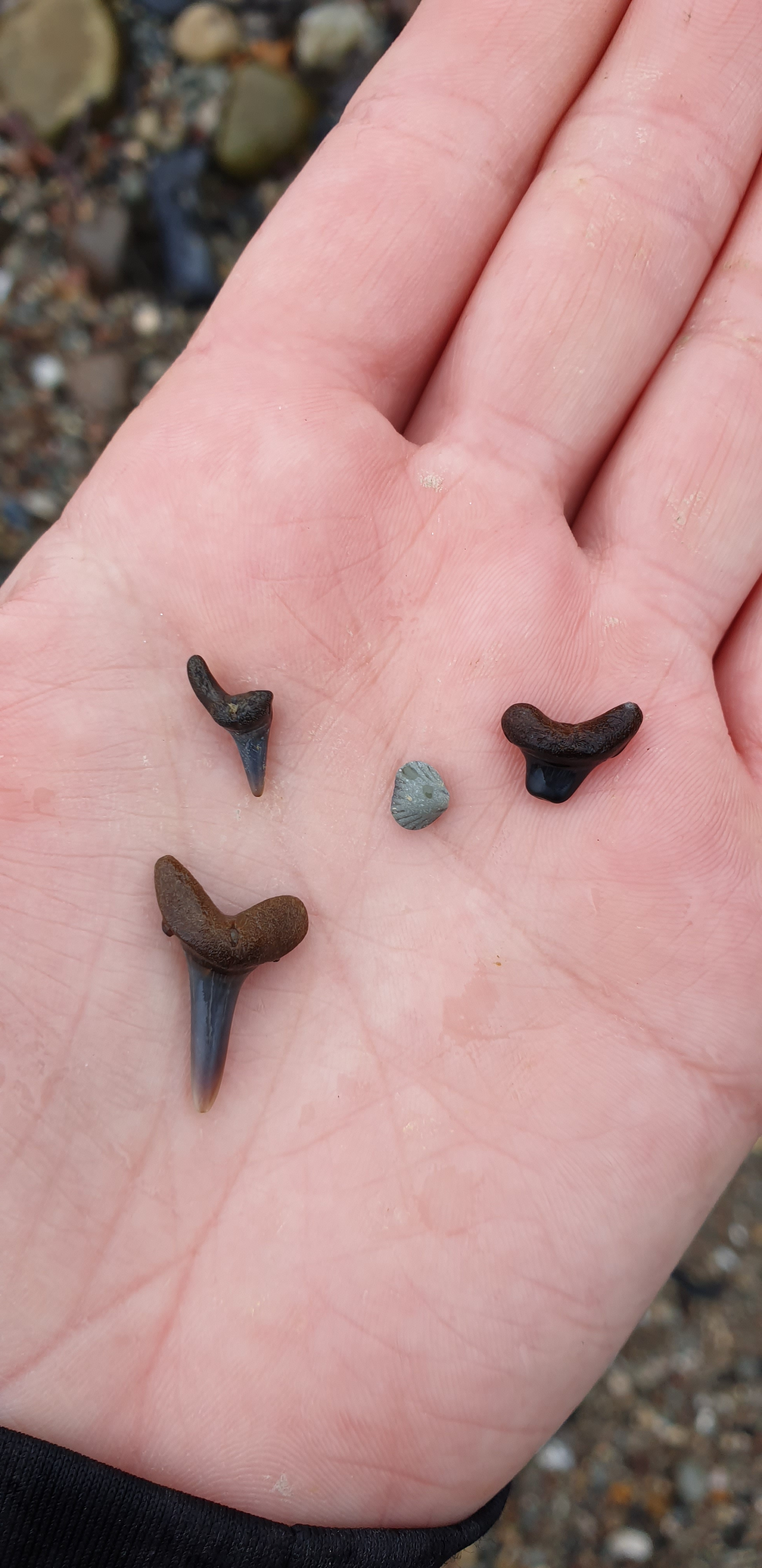 Tag på fossiljagt langs Lillebælts kyst