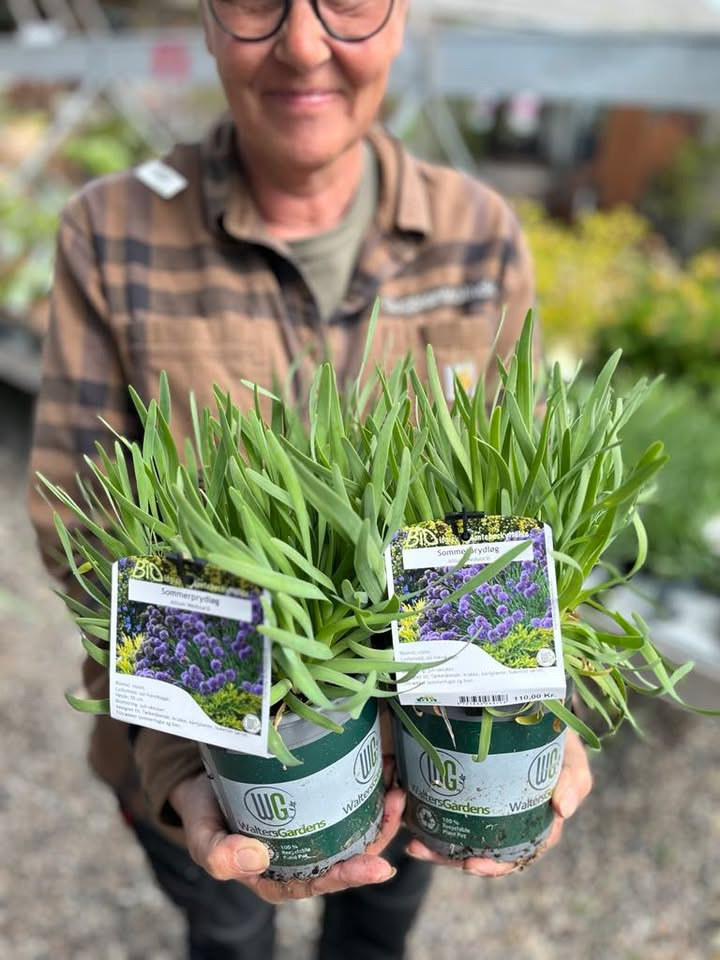 Gug Planteskole lancerer Allium 'Medusa' til sommerhaven med tilbudspris