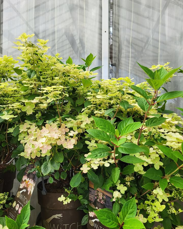 Asmild Plantecenter ApS viser hortensia Switch Ophelia med lang blomstring