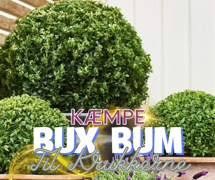 Løvbjerg Frederikshavn tilbyder kæmpe buxbom til vanvittig pris